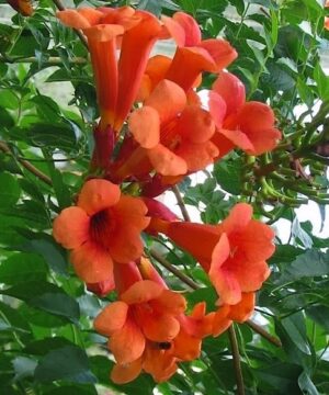 Flamenco Trumpet Vine trumpet-shaped red flowers
