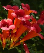A cluster of Red Trumpet Creeper long