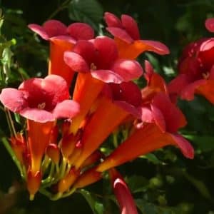 A cluster of Red Trumpet Creeper long
