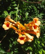 A cluster of Campsis radicans Judy red-orange and yellow