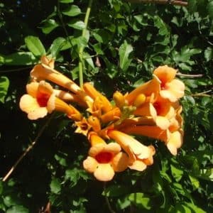 A cluster of Campsis radicans Judy red-orange and yellow