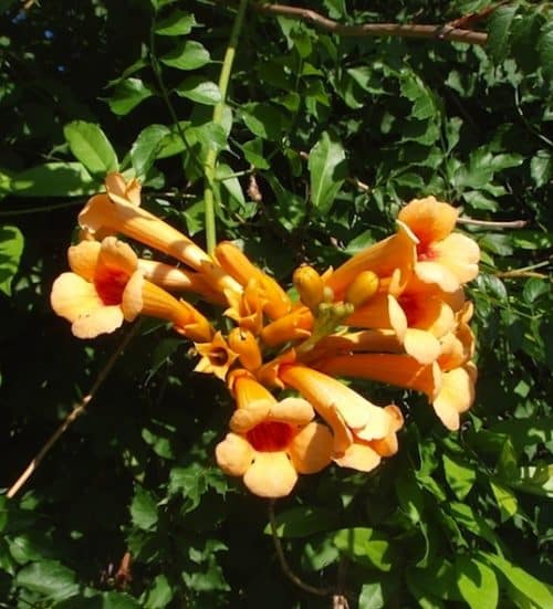 A cluster of Campsis radicans Judy red-orange and yellow