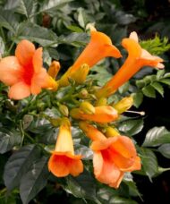 Indian Summer Trumpet Vine salmon-orange trumpet shaped flowers.