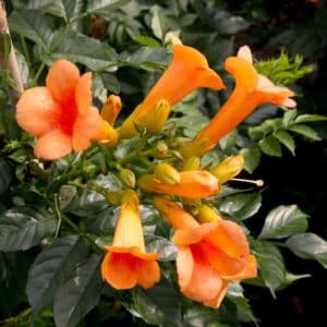 Indian Summer Trumpet Vine salmon-orange trumpet shaped flowers.