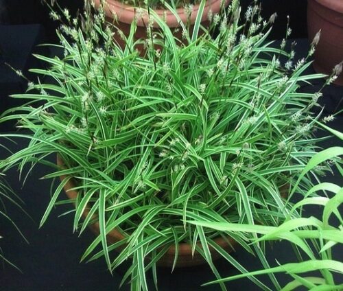 cascading variagated white and green blades cascading variagated white and green blades