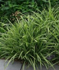 Ice Dance Sedge grasses with stiff