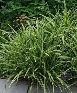 Ice Dance Sedge grasses with stiff