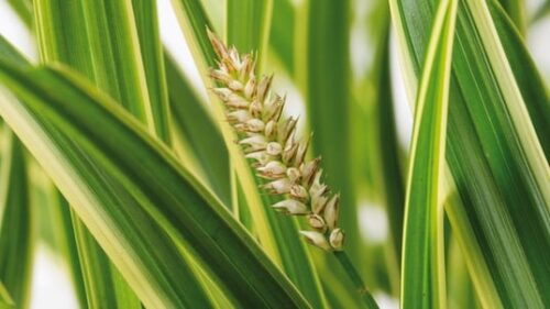 growing in a garden border. growing in a garden border.