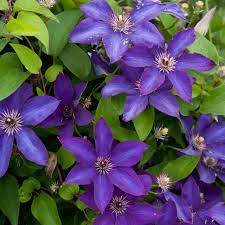 the president clematis booms