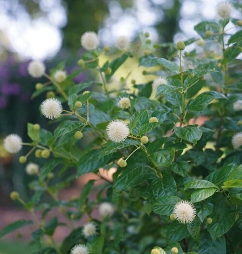 spherical Button Bush flowers with very long white stamens. spherical Button Bush flowers with very long white stamens.