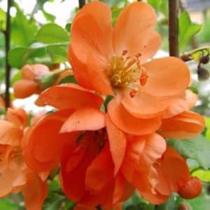 chaenomeles japonica cido blooms 300x300 - Order Plants Now