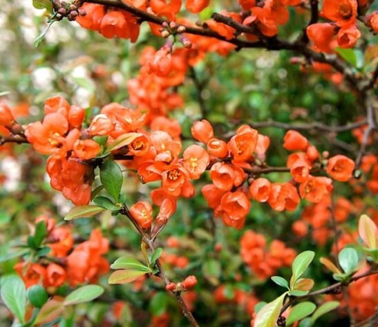 orange Chaenomeles japonica cido blooms. orange Chaenomeles japonica cido blooms.