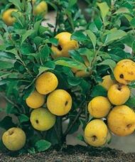 Chaenomeles japonica cido shrub covered in orange blossoms.
