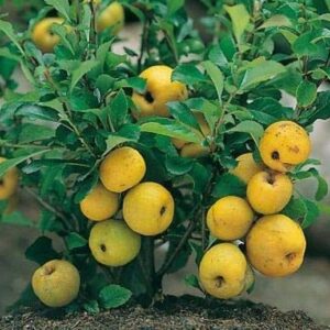 Chaenomeles japonica cido shrub covered in orange blossoms.