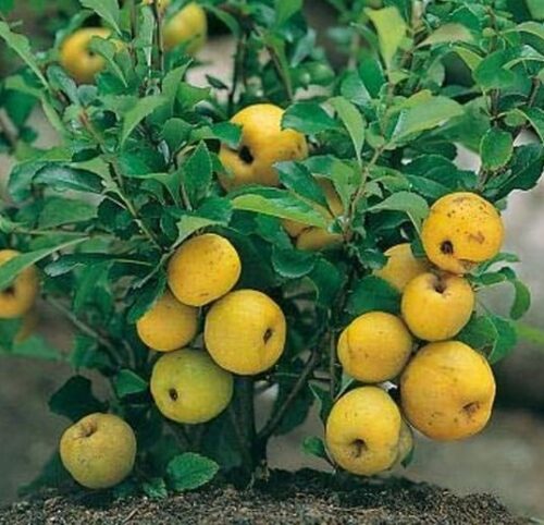 Chaenomeles japonica cido shrub covered in orange blossoms. Chaenomeles japonica cido shrub covered in orange blossoms.