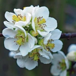 chaenomeles speciosa nivalis white japanese quince 300x300 - Order Plants Now