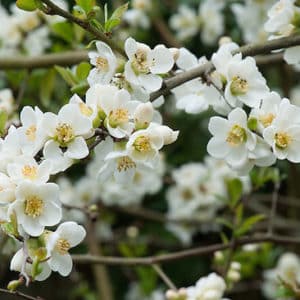 White japanese quince blooms.