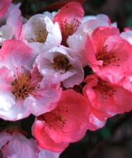 Pink and white Toyo Nishiki Flowering Quince blooms.
