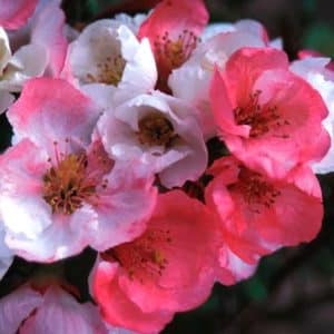 Pink and white Toyo Nishiki Flowering Quince blooms.