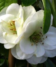 Double white blooms of Chaenomeles speciosa Yukigoten.