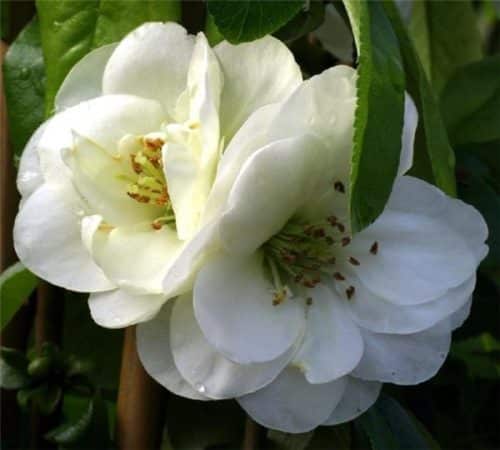 Double white blooms of Chaenomeles speciosa Yukigoten.