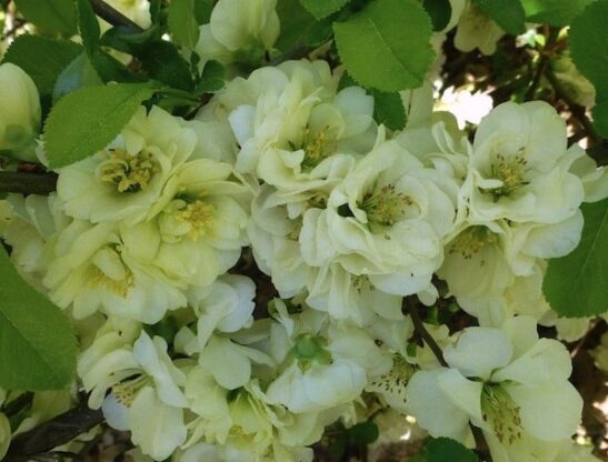 yellow Chaenomeles speciosa Yukigoten fruit. yellow Chaenomeles speciosa Yukigoten fruit.