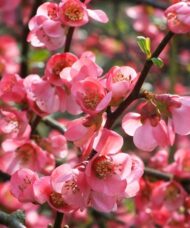 Pink and red blooms of Pink Flowering Quince.