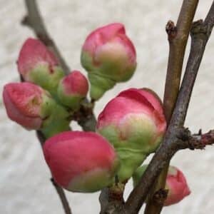 Deep Pink Flowering Quince spring buds.