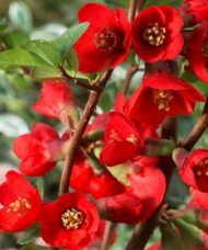 Chaenomeles x superba texas scarlet single blooms.