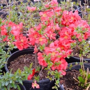 Young Chaenomeles superba texas scarlet shrub with red flowers.