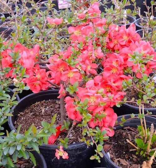 Young Chaenomeles superba texas scarlet shrub with red flowers. Young Chaenomeles superba texas scarlet shrub with red flowers.