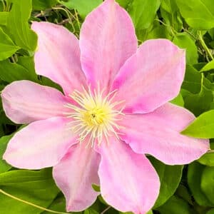 clematis-irene-pink-flowered-clematis