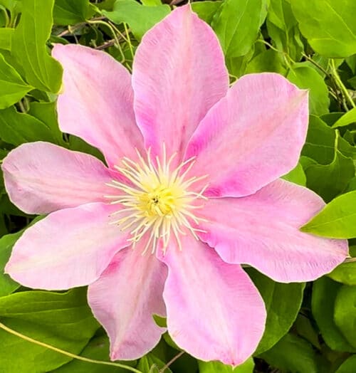 clematis-irene-pink-flowered-clematis