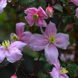 Pink-flowered-clematis-vine