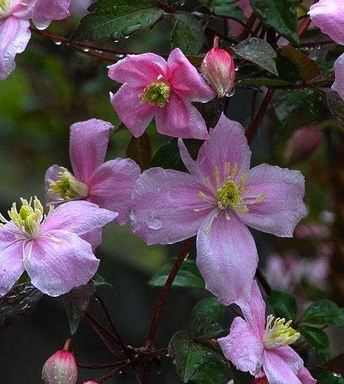 Pink-flowered-clematis-vine