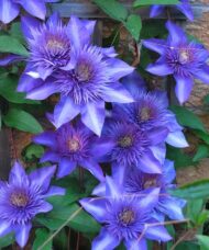 Clematis multi blue double purple blue flowers.