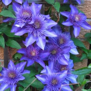 Clematis multi blue double purple blue flowers.