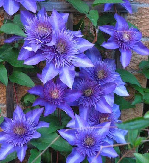 Clematis multi blue double purple blue flowers.