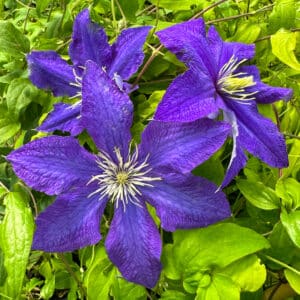 Clematis Rhapsody deep purple-blue flowers