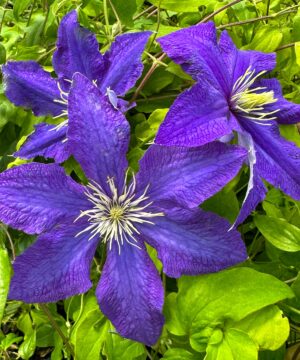 Clematis Rhapsody deep purple-blue flowers