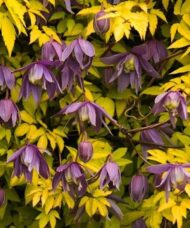 Clematis stolwijk gold vine with yellow leaves