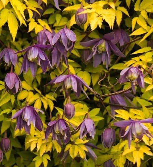Clematis stolwijk gold vine with yellow leaves