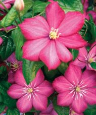 Clematis ville de lyon blooms with pink petals with purplish-red margins