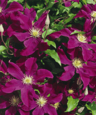 Clematis warszawska nike large