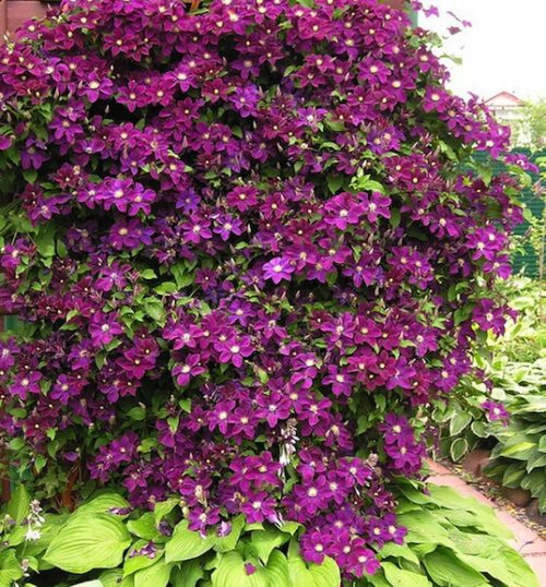 reddish purplish blue flowers with contrasting yellow stamens. reddish purplish blue flowers with contrasting yellow stamens.