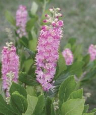 Clethra alnifolia Ruby Spice brush-like spikes of pink blooms.