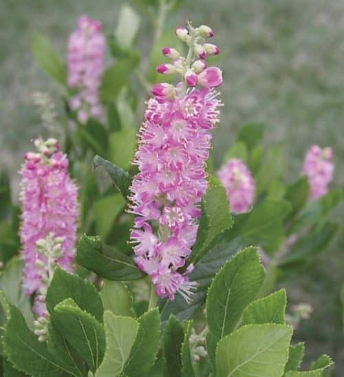 Clethra alnifolia Ruby Spice brush-like spikes of pink blooms.