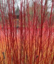 Reddest red barked dogwood stems.