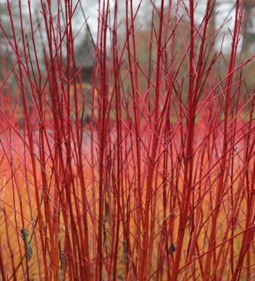 Reddest red barked dogwood stems.