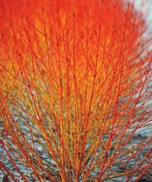 Cornus sanguinea midwinter fire stems of orange